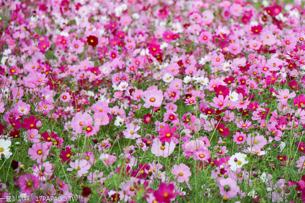 后里花田綠廊大波斯菊花海盛開,賞花拍照順遊棒棒糖花海 后里花田綠廊大波斯菊花海盛開,賞花拍照順遊棒棒糖花海
