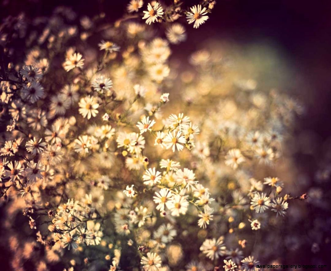 Vintage Pink Flower Photography Hd Pictures 4 HD Wallpapers