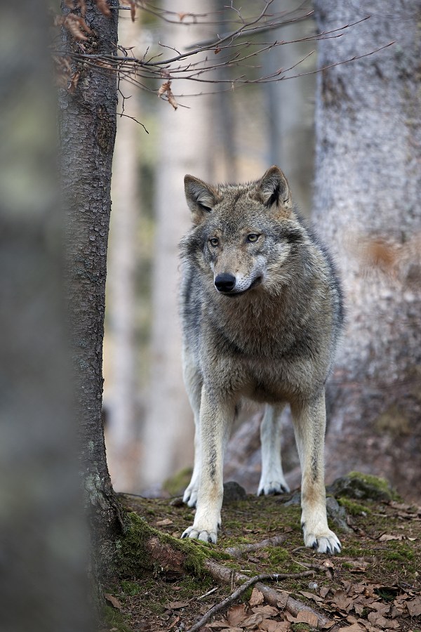 CZPOHÁDKA: VLK A OVEČKA