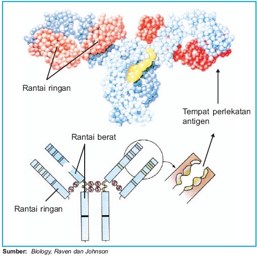 Pintar Pelajaran Struktur Dan Fungsi Molekul Antigen Dan Antibodi