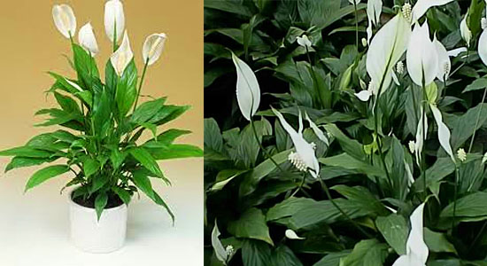 Plantas para purificar o ar - Lírio da Paz - Spathiphyllum