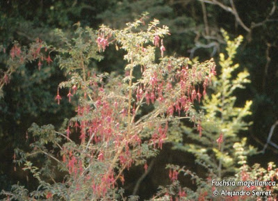 Aljaba Fuchsia magellanica