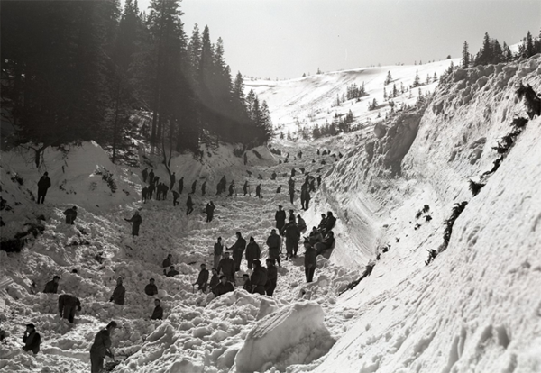 ki park narodowy z psem, welsh corgi, welsh corgi cardigan, corgi