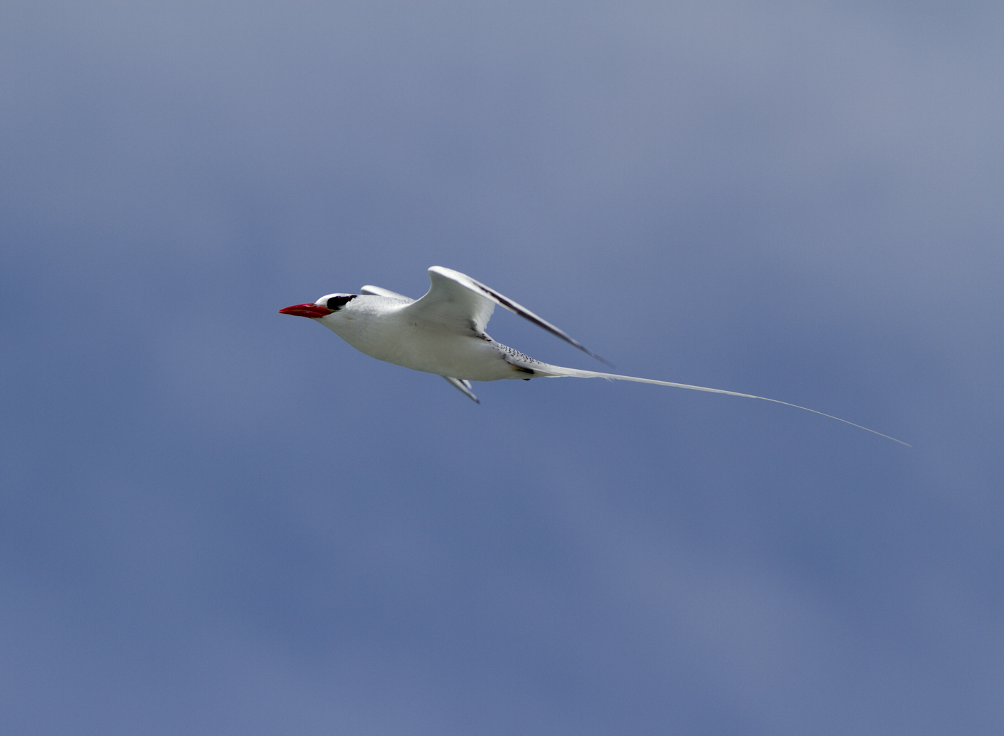 Images Nature Martinique Mars à Sptembre 2011