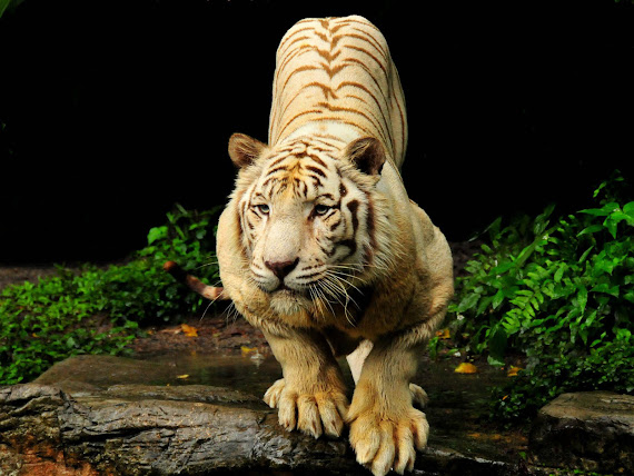 gambar harimau - gambar harimau jawa