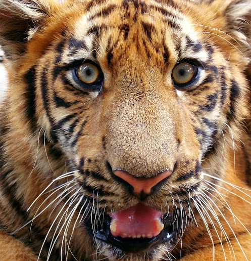 tigre safari