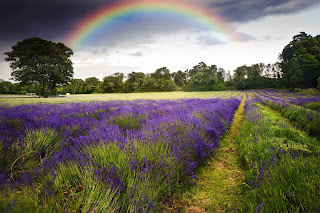 Campos de lavanda lavender fields and rainbow