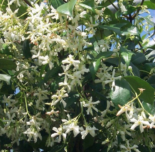 Il Mondo In Un Giardino Tutti Pazzi Per La Siepe Di Photinia Rossa