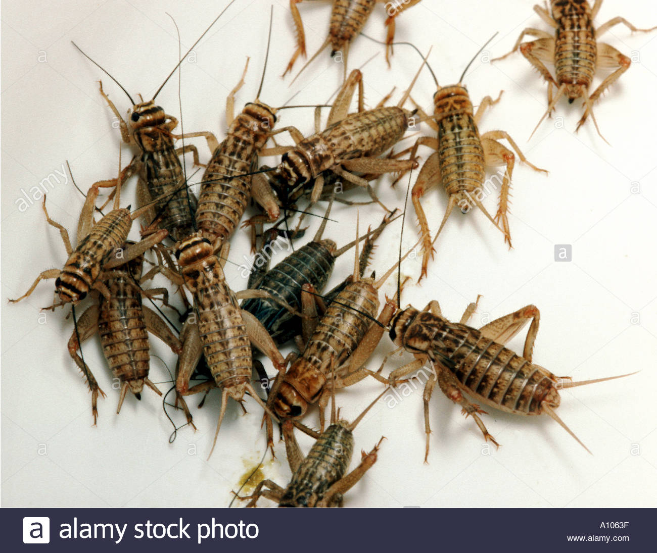 Mana Yang Bagus Jangkrik Alam Atau Jangkrik Kalung Untuk Burung