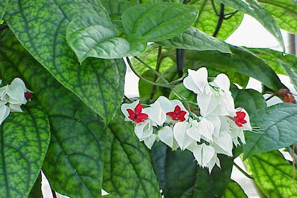 Manfaat Bunga Nona Makan Sirih (Clerodendrum Thomsonae Balf F) Untuk
Kesehatan