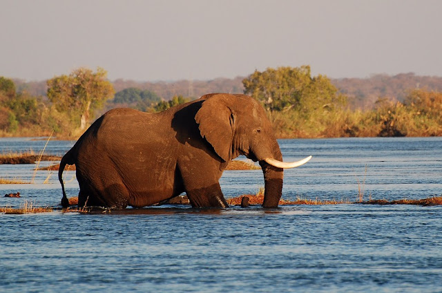 éléphant d’Afrique-Loxodonta africana-Zambèze