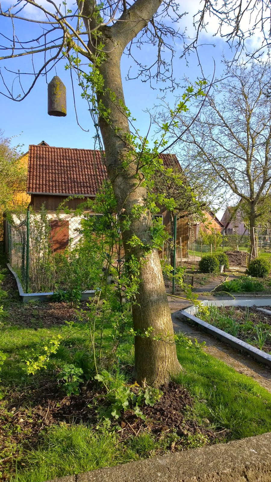 Ramblerrose im Walnußbaum (c) by Joachim Wenk Ramblerrose im Walnußbaum (c) by Joachim Wenk