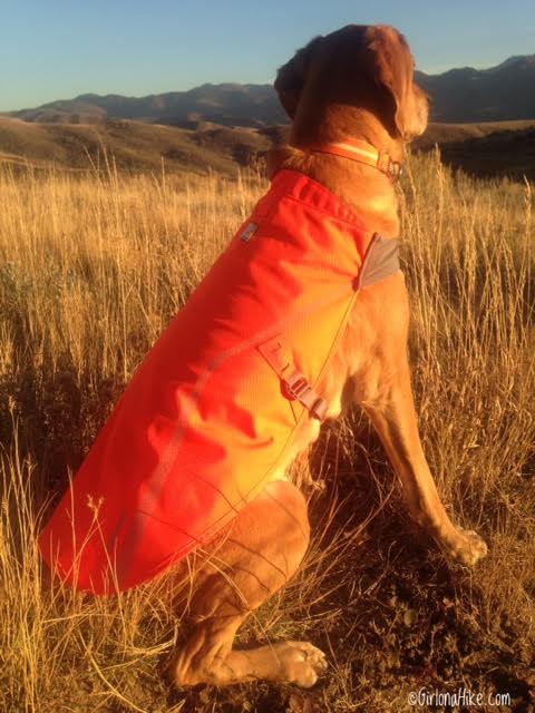 ruffwear track jacket