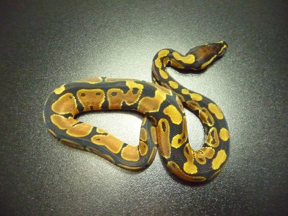 Constrictor Chile cria y venta de serpientes pitones bolas Santiago