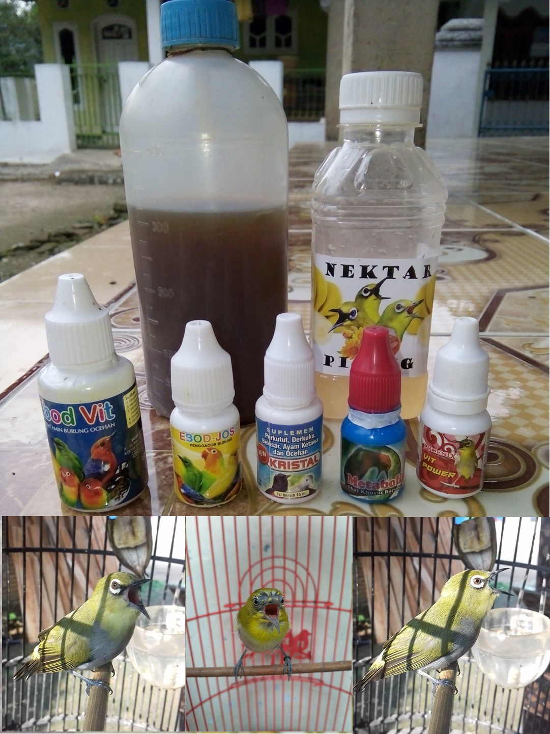 Membuat Doping Minuman Pleci Agar Cepat Gacor Dan Buka Paruh Full Cara Gacor