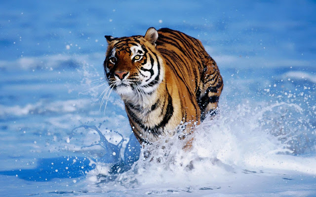 Wallpaper of a bengal tiger running through the water