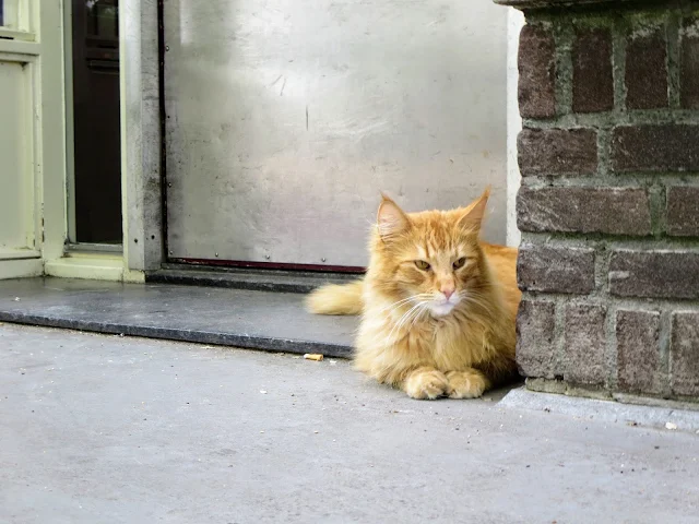 Discover Amsterdam: cat outside the Poezenboot