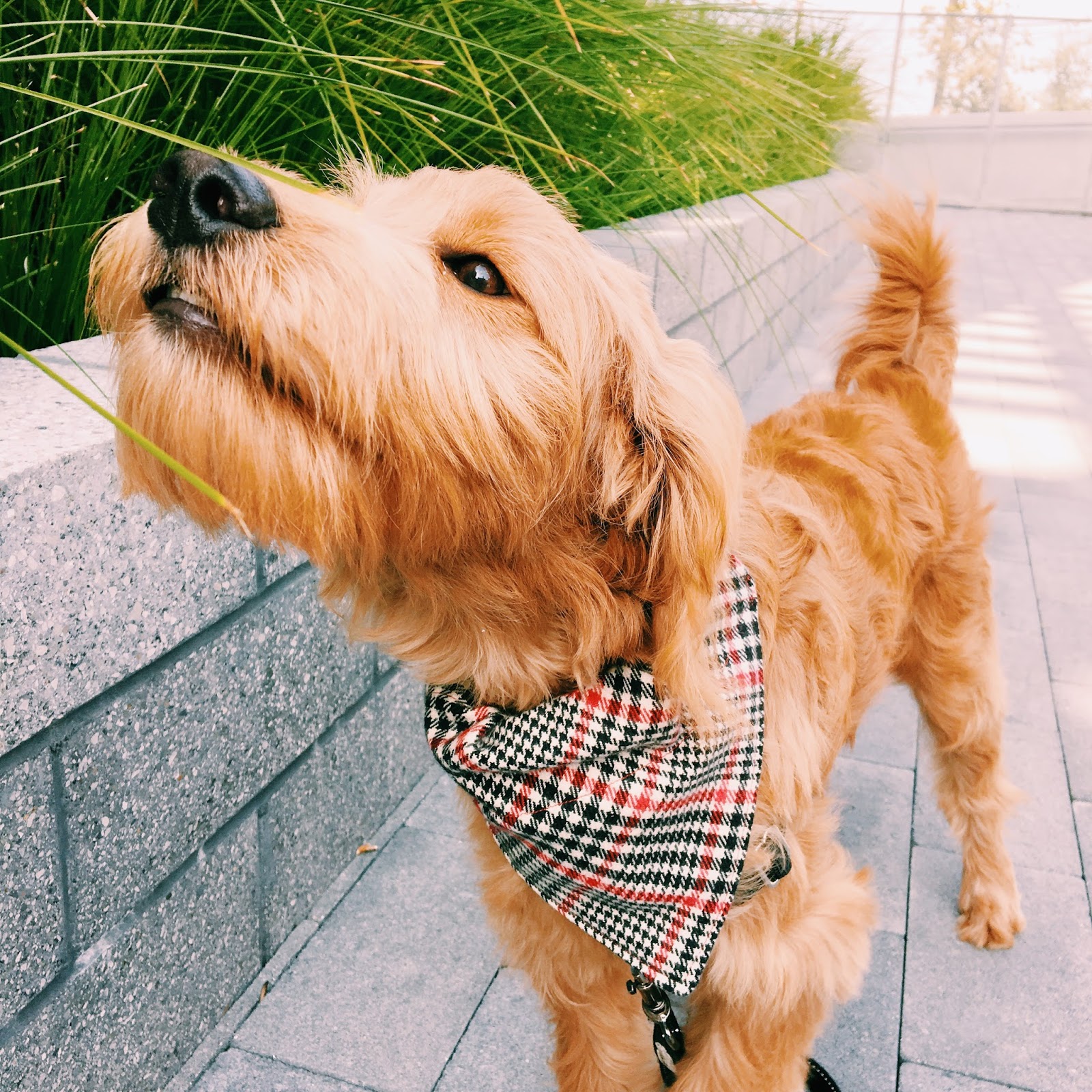 The Parker Project OvertheCollar Dog Bandana Tutorial