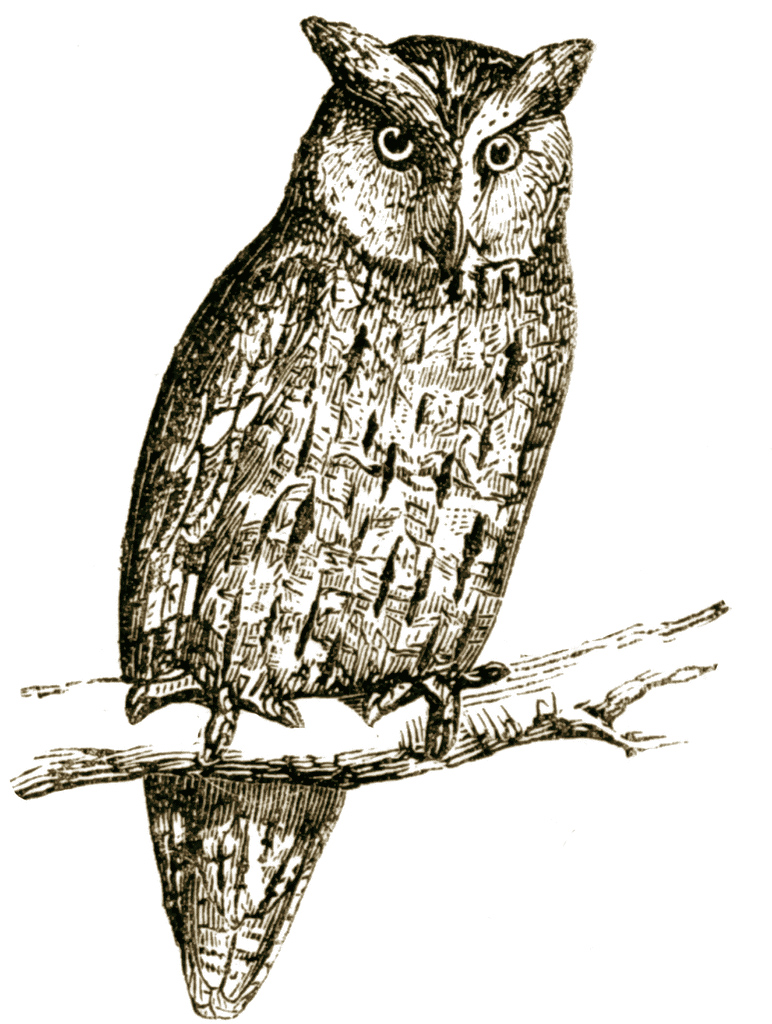 clipart vintage owl - photo #11