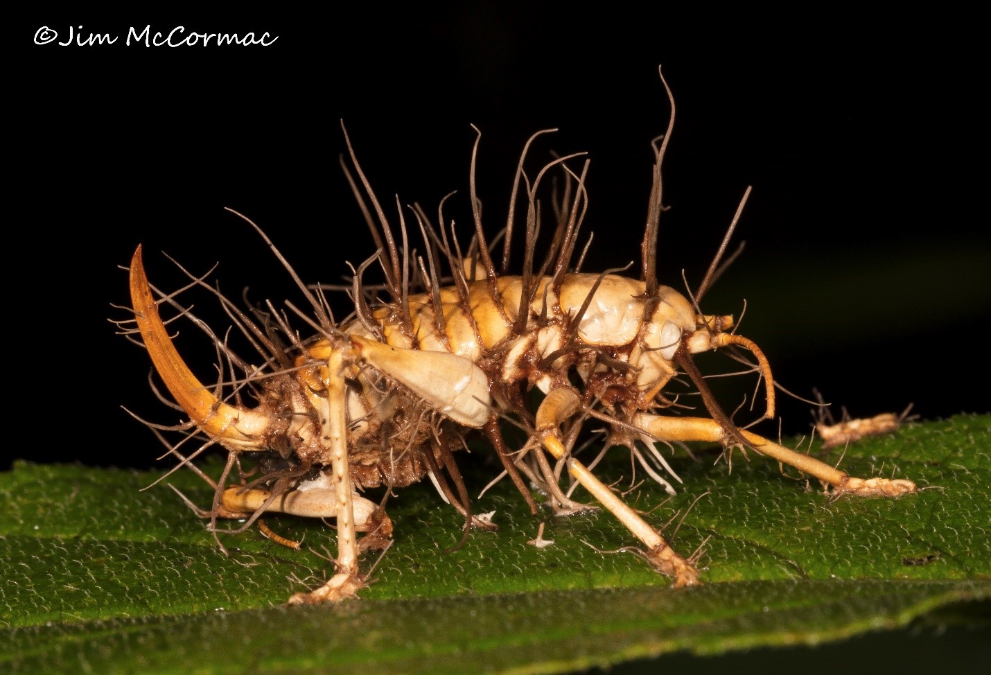 Ohio Birds And Biodiversity Zombie Fungus Rides Again Ohio Birds And Biodiversity Zombie Fungus Rides Again