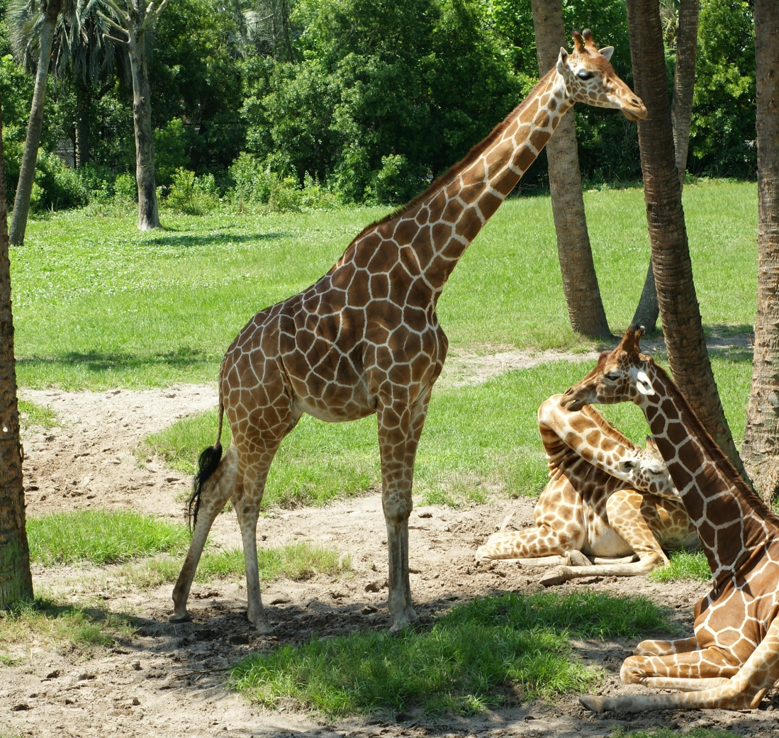 Grace Makes New My Hometown The Jacksonville Zoo