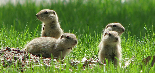 Was Sind Gophers? | Obituary: Mike Reid, Gophers fullback and kicker in ...