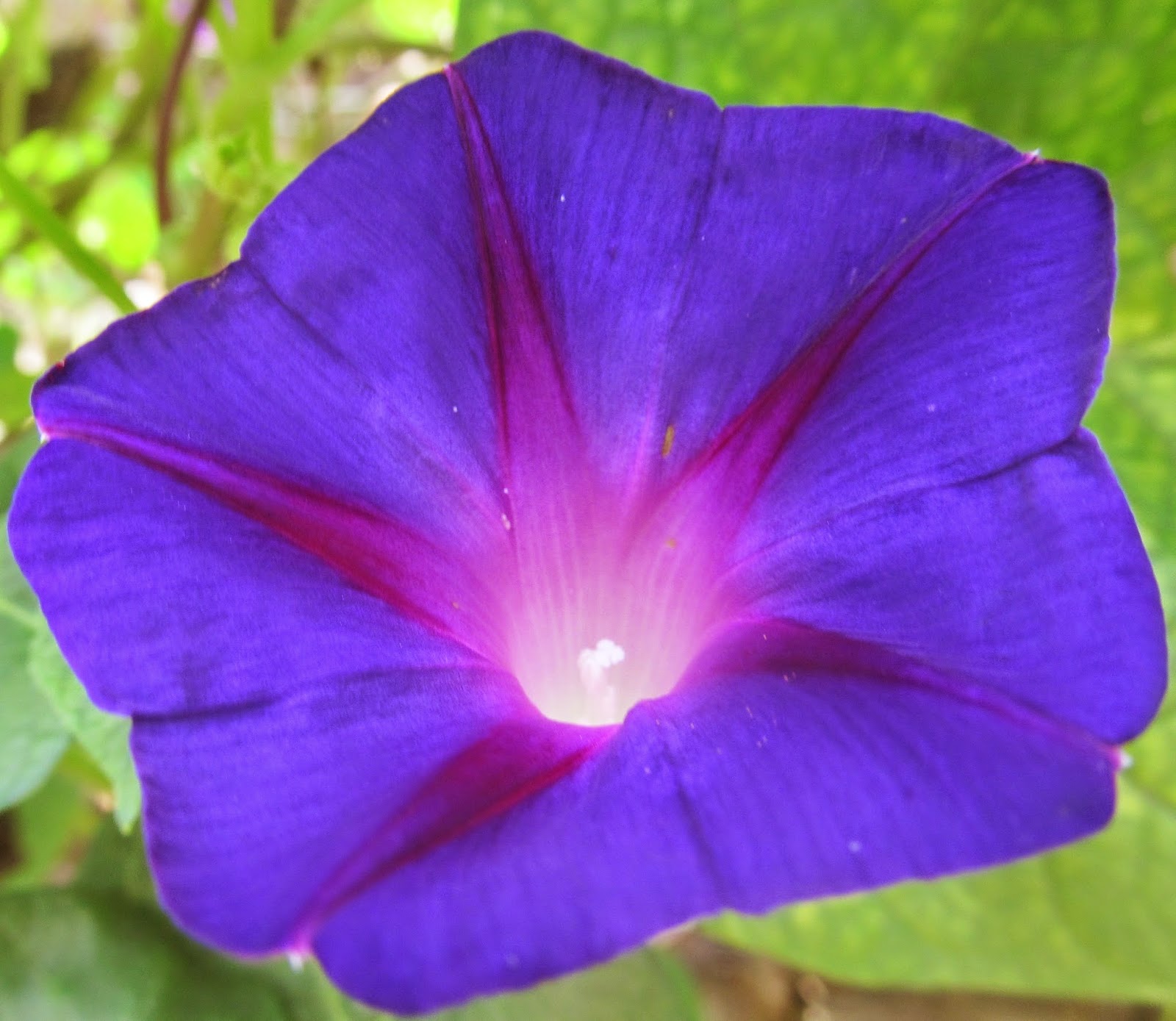 NATURAL & UNIQUE PHOTOGRAPHY BLUE MORNING GLORY FLOWER ( IPOMOEA INDICA )