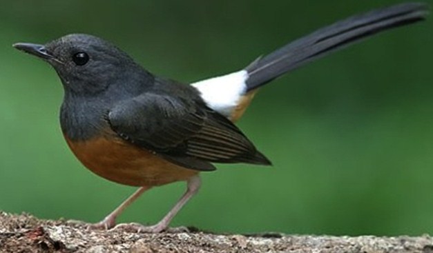Mengetahui Ciri Ciri Burung Murai Batu Medan Betina Paling Akurat