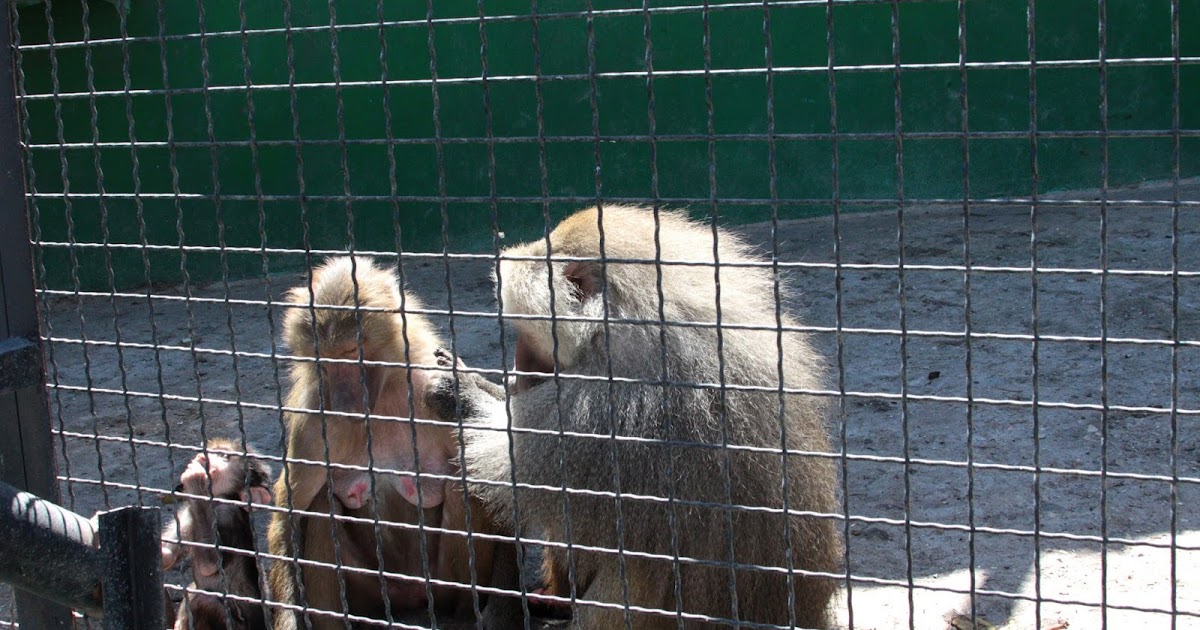 гамадрил люська и компания тайган видео