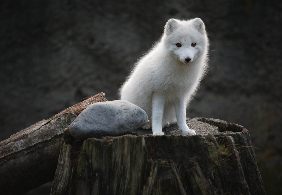 Wallpapers For You: 25 Most Beautiful Animals | birds | animals