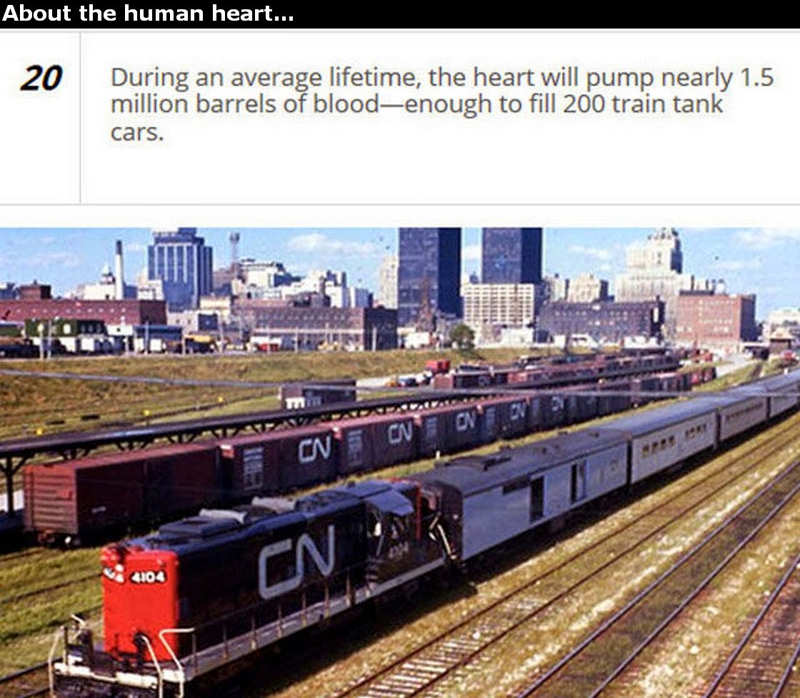 Chuck's Fun Page 2 Human Heart trivia 25 images