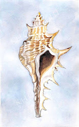 watercolor seashell fine sea paintings painting shell seashells creatures drawing fish ink beach inspiration shells ocean drawings picfish coquillage water