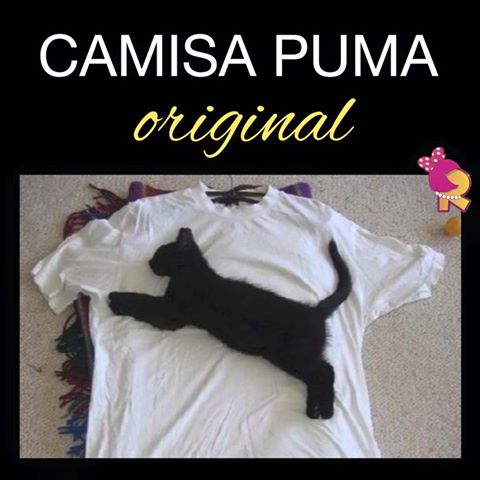 12715557_893112707472588_923003408590031