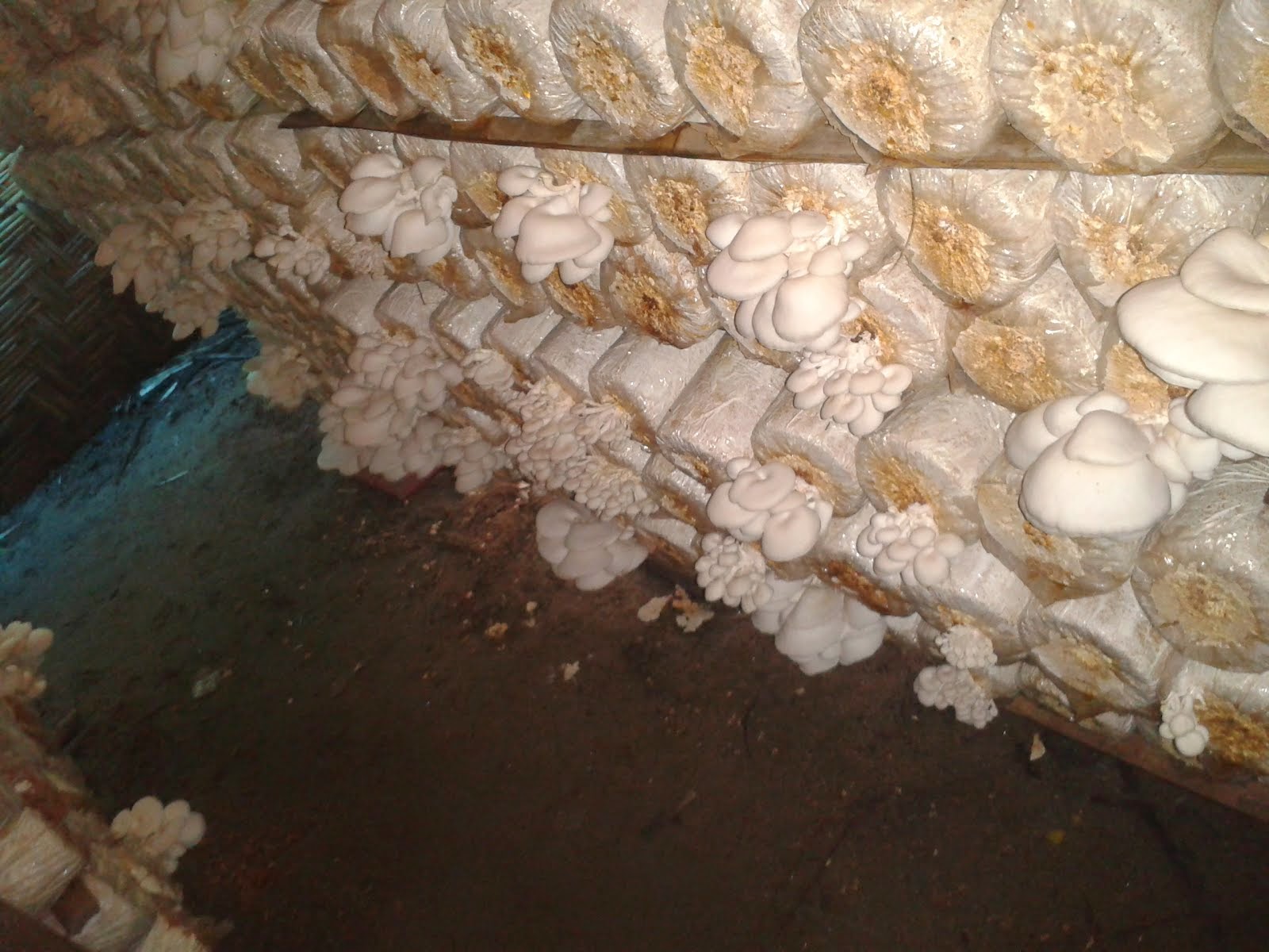 Wisdom Manfaat dan Kandungan Jamur Tiram / King Oyster Mushroom