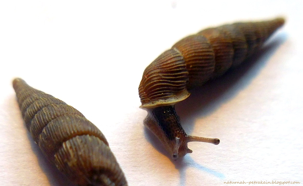 NaturNah Kleine Schnecke )