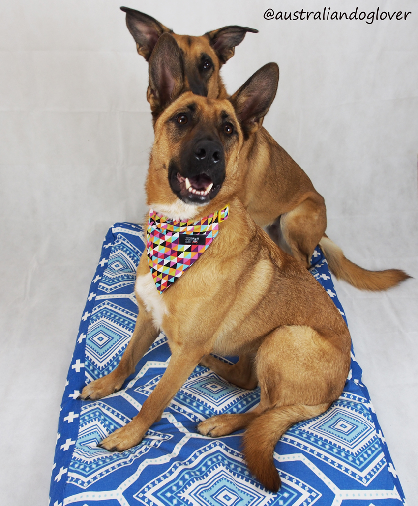 Hashtag Hipster Hounds Collars and Bandanas Australian Dog Lover