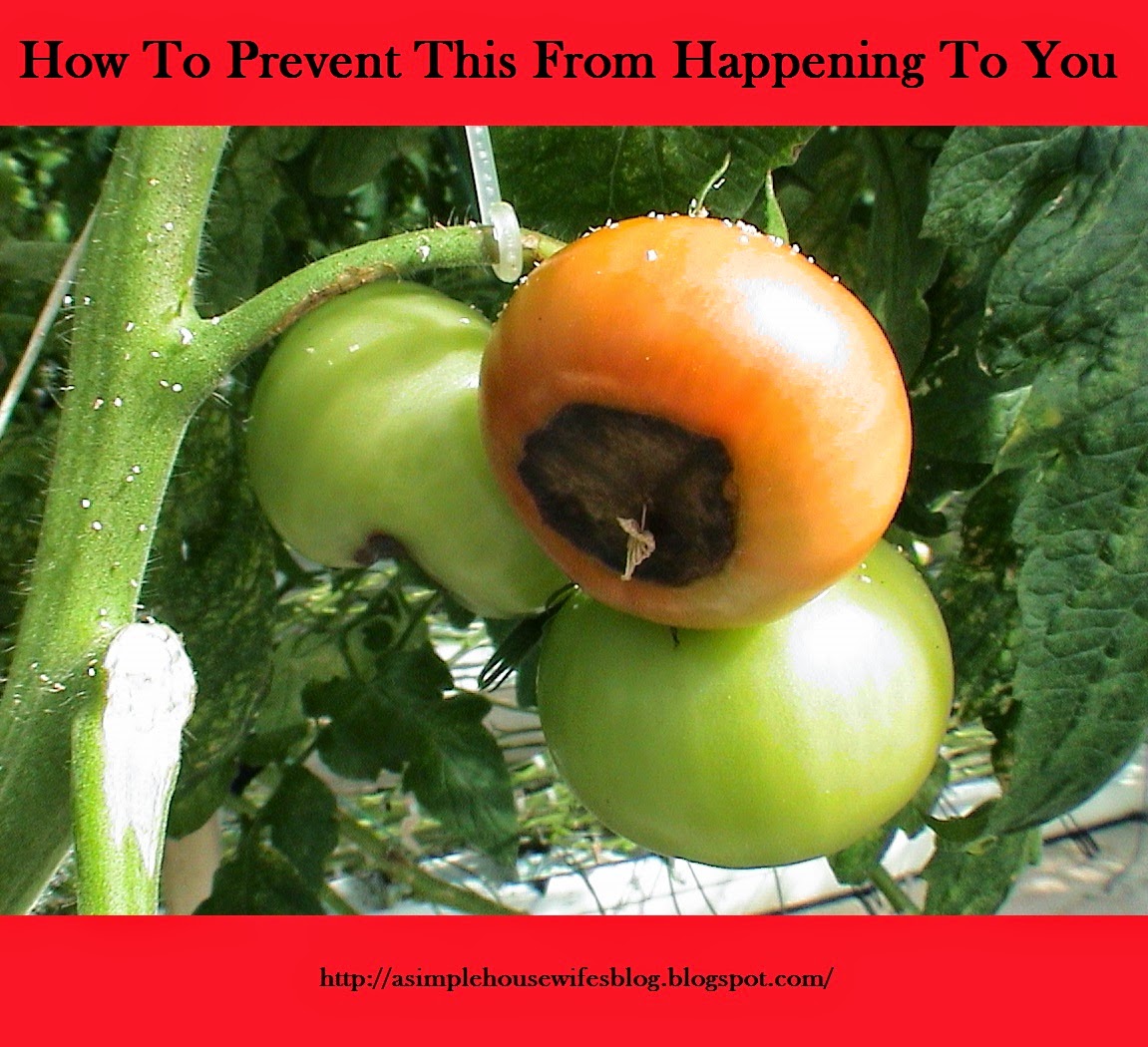 A Simple Housewife How I Fertilize My Tomatoes and Avoid Blossom End Rot