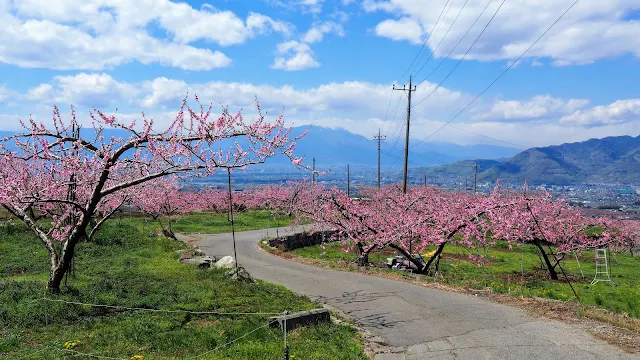 塩山から笛吹、山梨市と甲府盆地の桃の花畑を巡る。東京で桜が終わった後に楽しめる春のおすすめサイクリングコース。