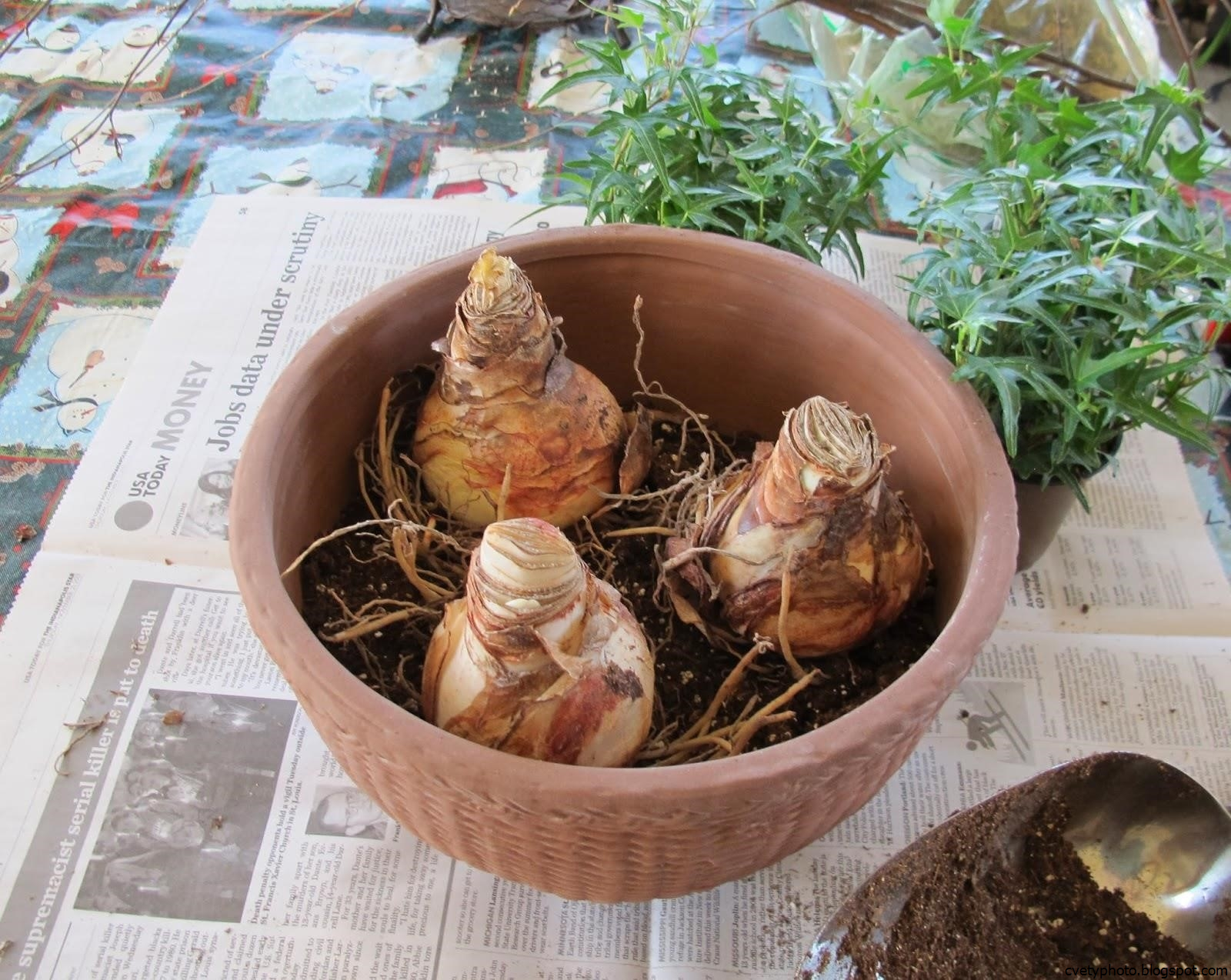 луковицы почва