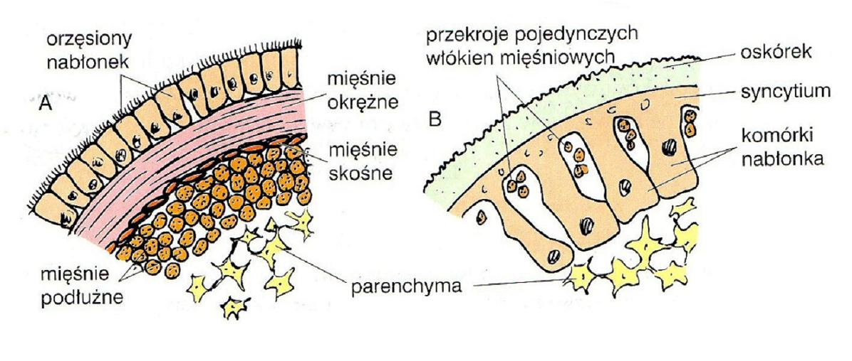 Większość Nicieni Podobnie Jak Znaczna Część Płazińców To Pasożyty Biologia: PŁAŹIŃCE (budowa zewnętrzna i powłoka ciała)