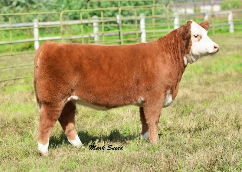 Trausch Farms LR Cattle Colorado
