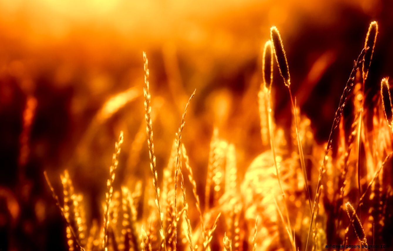 1440x900 light 2560x1600 nature light nature bokeh grass