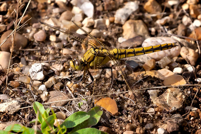 Close up image of a vibrant yellow female black tailed skimmer dragonfly