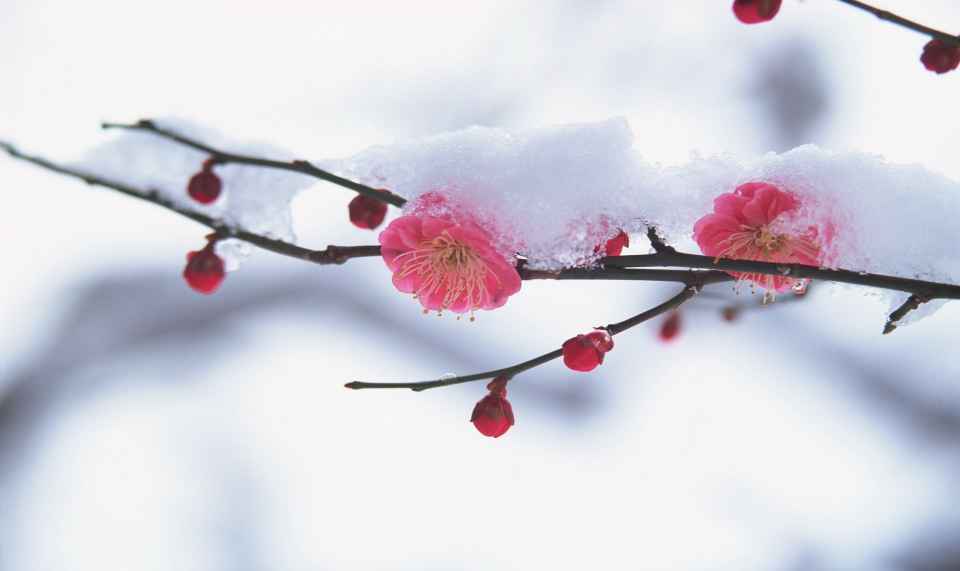 winter-plumblossoms.jpg