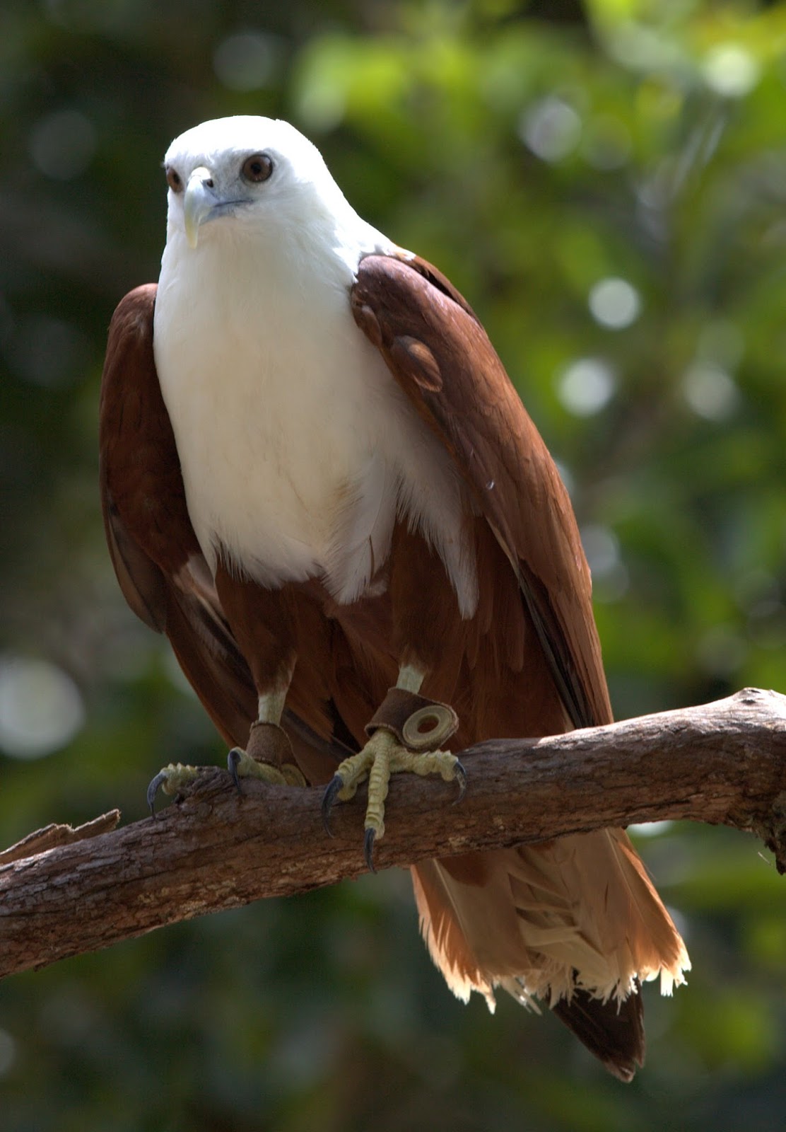 Brahminy Kite Passions For Life