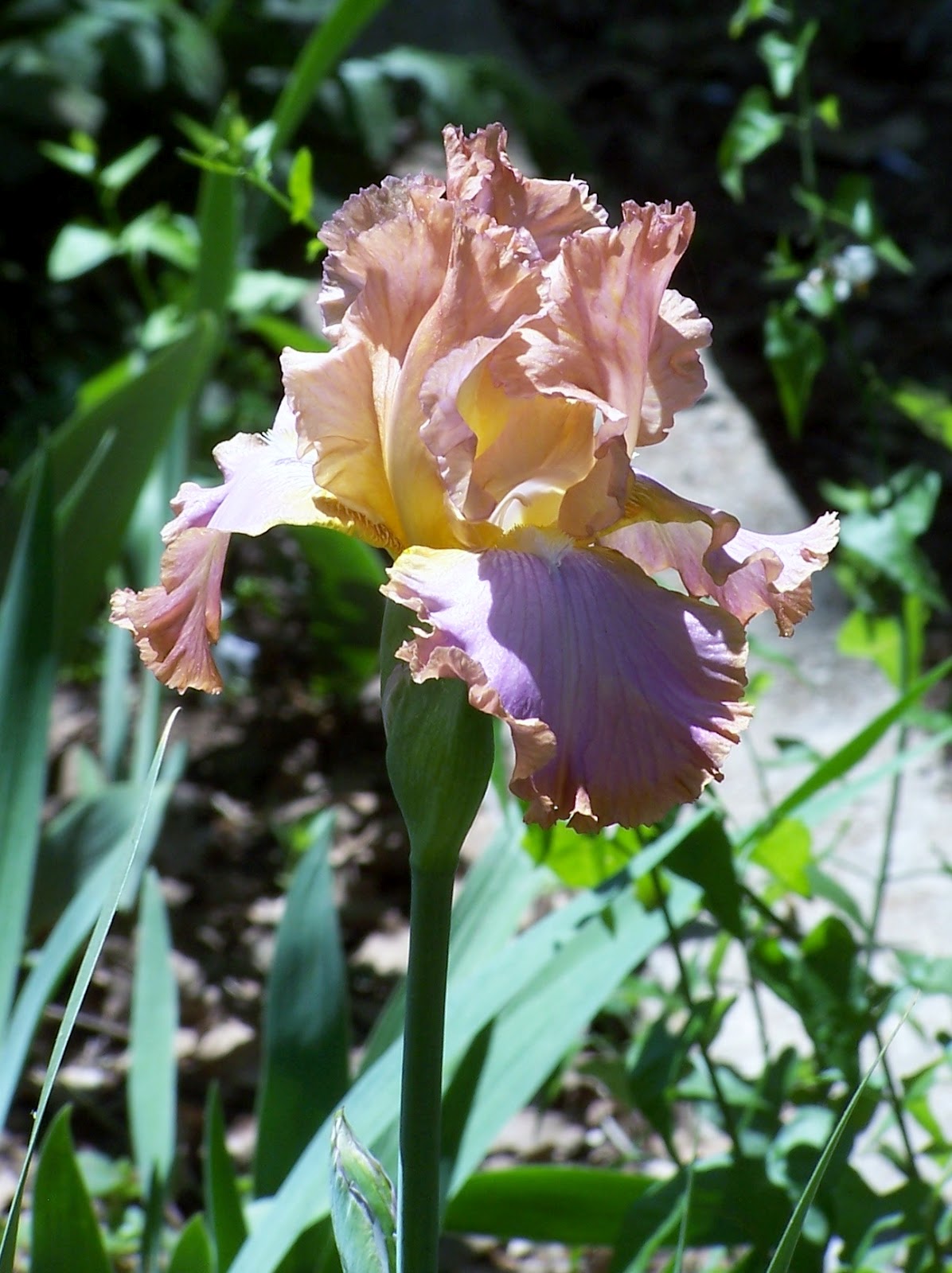 What's blooming Irises