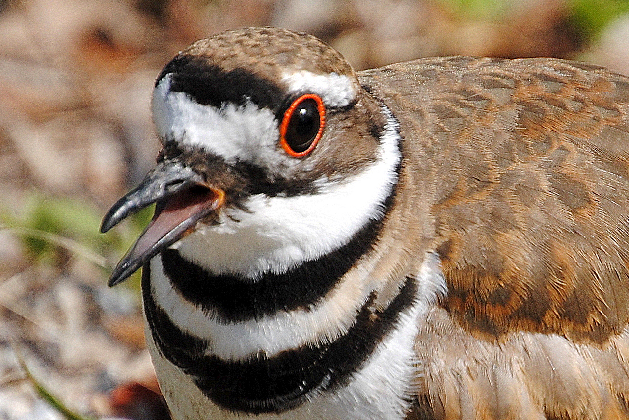 Field Notes and Photos Killdeer
