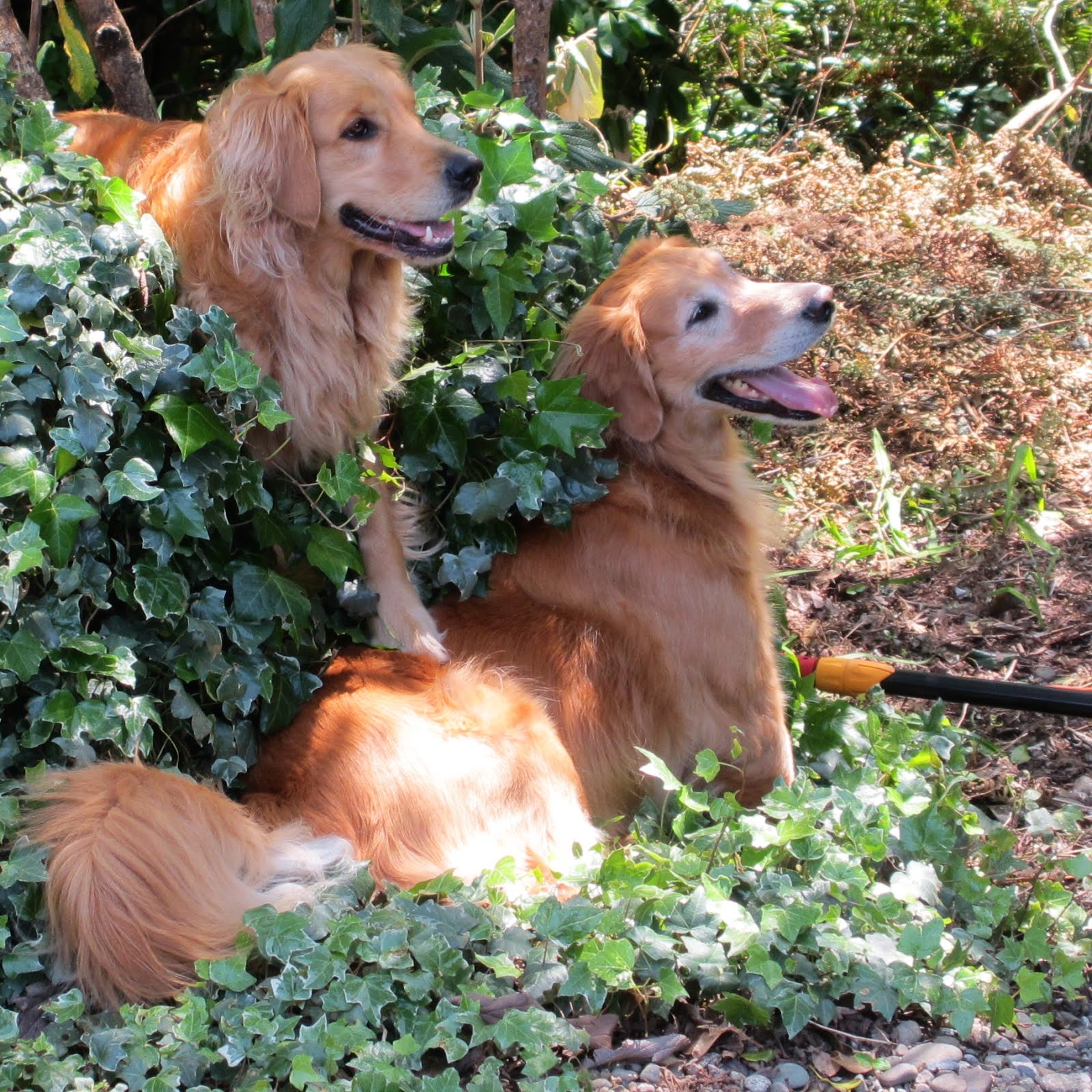 Come visit me at Goldens and Garden