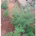 Polícia encontra plantação de maconha no quintal de uma casa em Manaíra
