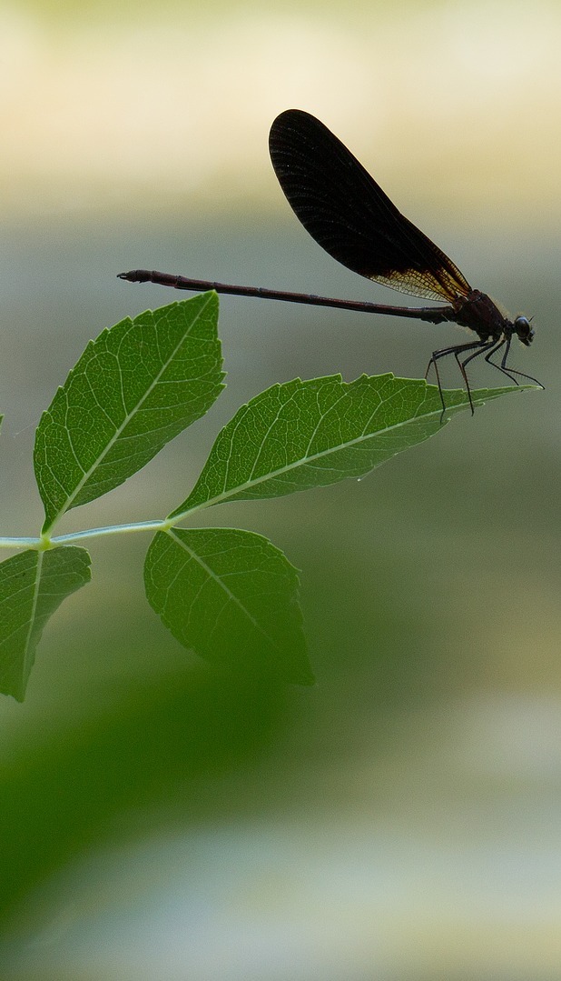 A dragonfly amazing balance on the tip of leaf. A dragonfly amazing balance on the tip of leaf.